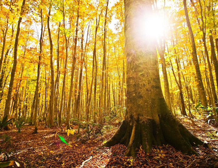 安比/八幡平森が織りなす自然の循環から日本最高峰の漆器の艶へを結ぶ。 安比高原と浄法寺漆を巡るNature＆Craft Special Experience