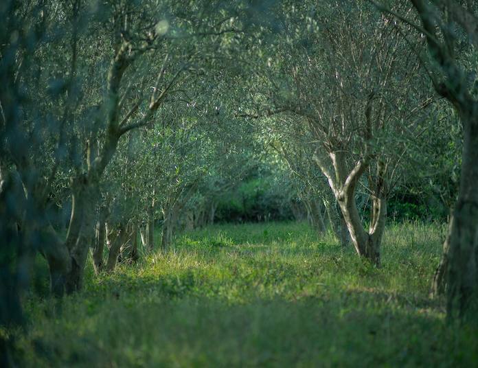 瀬戸内海を望む、至福の貸切テラス。 小豆島のオリーブ、その真髄を綴る味わい体験。
