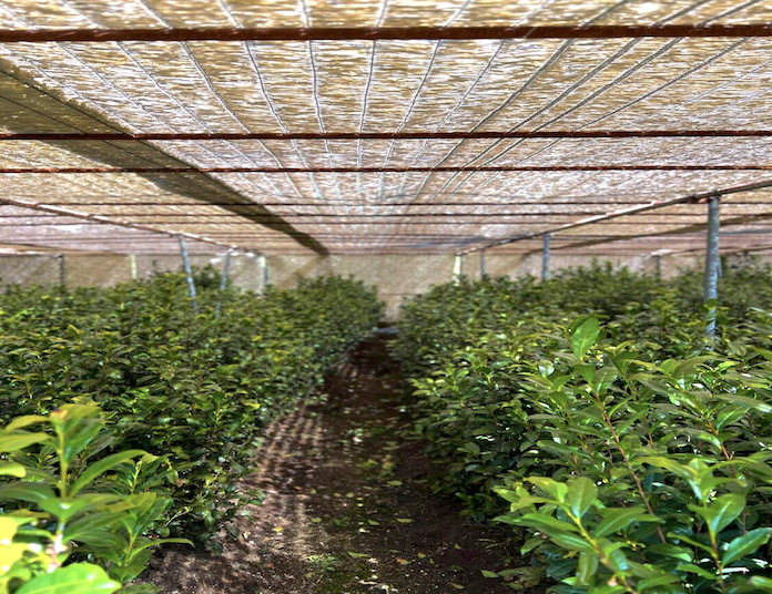 玉露の旨みとお茶の世界にふれる特別体験